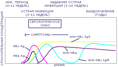 Доклад: Гепатит В. Антигены и антитела